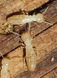 Eastern Subterranean Termite